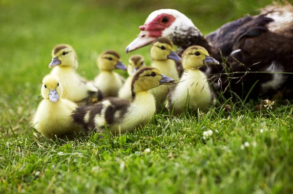 Moschusente Cairina Moschata Mutter Und Entenküken — Stockfoto