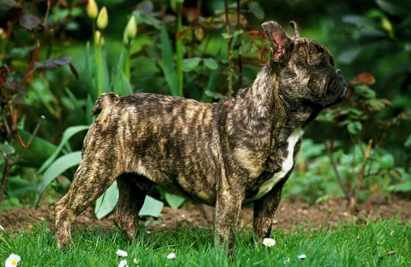 Bulldog Francês Cão Grama — Fotografia de Stock