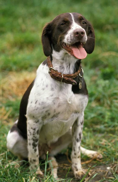 Pies Siedzi Trawie — Zdjęcie stockowe