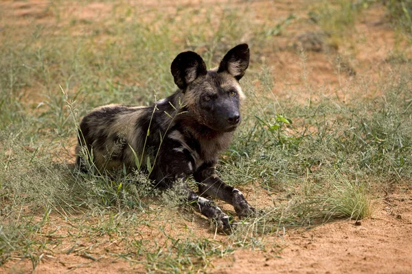 African Wild Dog Lycaon Pictus Ναμίμπια — Φωτογραφία Αρχείου