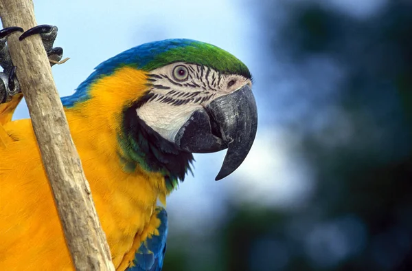 Modrá Žlutá Macaw Ara Ararauna — Stock fotografie