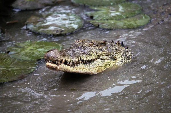 Ausztrál Sósvízi Krokodil Vagy Torkolati Krokodil Crocodylus Porosus Ausztrália — Stock Fotó