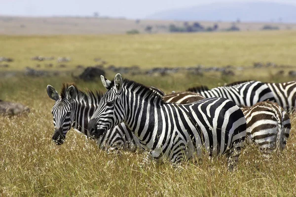 Zebra Burchell Equus Burchelli Rebanho Parque Masai Mara Quênia — Fotografia de Stock