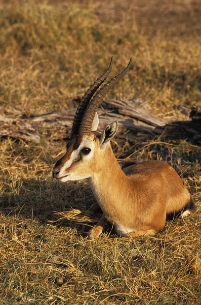 Thomson Gazelle Gazella Thomsoni Male Laying Masai Mara Park Keni — Stock fotografie