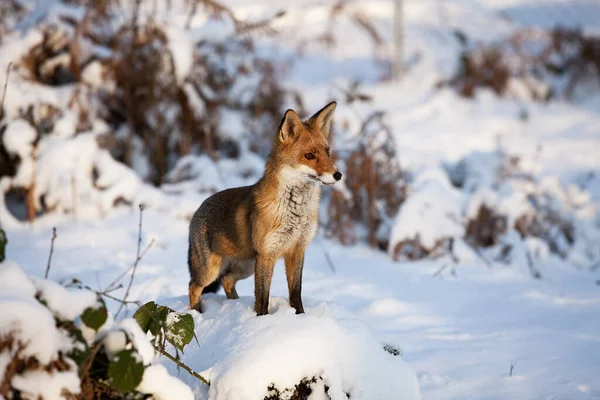 Kızıl Tilki Vulpes Vulpes Karda Duran Yetişkin Normandiya — Stok fotoğraf