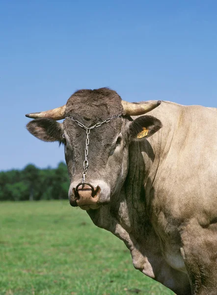 Bazadais Gado Uma Raça Francesa Retrato Bull — Fotografia de Stock
