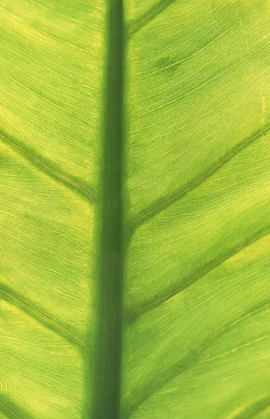 Veins of Green Leaf, close up