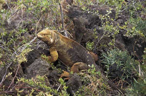 Galapagos Land Iguana Conolophus Subcristatus Galapagos Islands — Stock Photo, Image