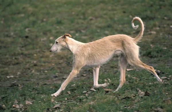 Espanhol Wire Haired Galgo Espanhol Greyhound — Fotografia de Stock