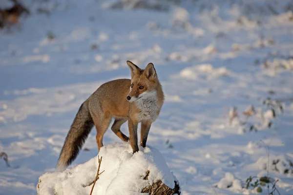 Red Fox Sępy Sępy Dorosły Stojący Śniegu Normandia — Zdjęcie stockowe