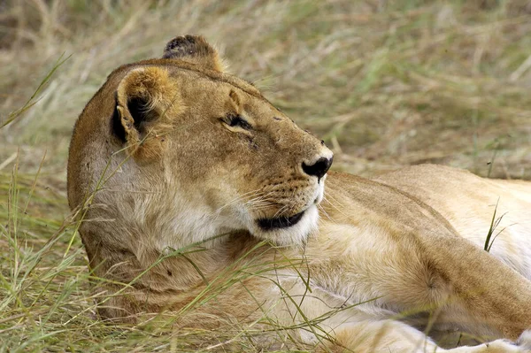 African Lion Panthera Leo Masai Mara Kenya — стоковое фото