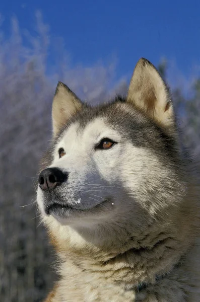 Siberian Husky Dog Portrait Adult — Stock Photo, Image