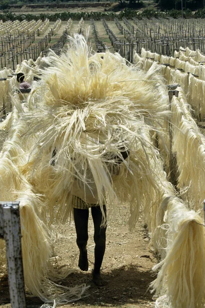 Touwfabriek Sisal Plant Agave Sisalana Man Met Gedroogde Vezels Fort — Stockfoto