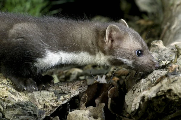 Steinmarder Oder Buchenmarder Martes Foina Auf Baumstumpf Stehend — Stockfoto