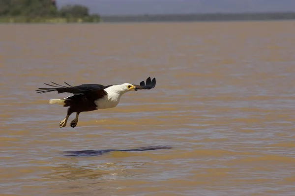 Afrikanischer Fischadler Heilbutt Erwachsener Flug Angeln Baringo See Kenia — Stockfoto