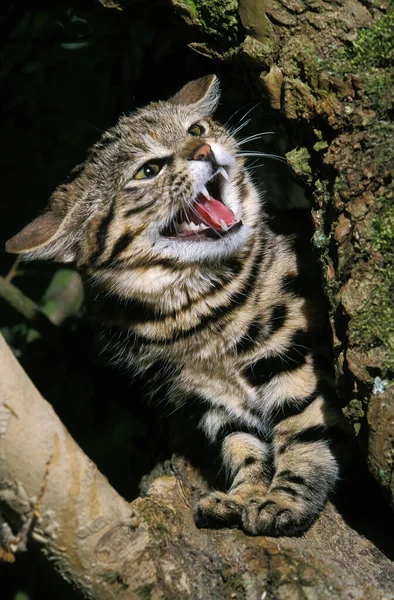 Schwarzfußkatze Felis Nigripes Schnarling — Stockfoto