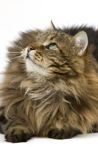 Cat Angora Doméstico Hombres Contra Fondo Blanco —  Fotos de Stock