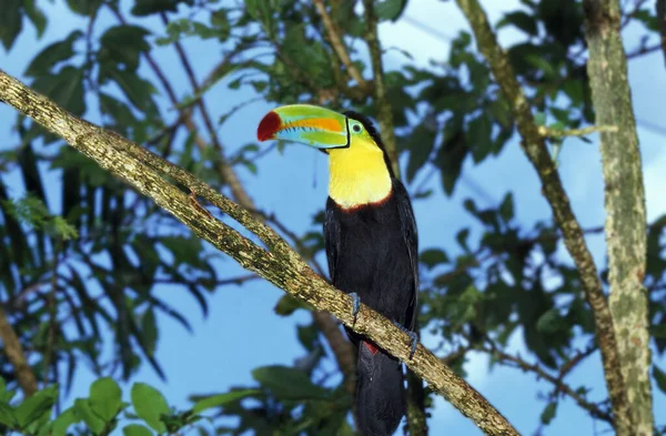 Keel Billed Toucan Ramphastos Sulfuratus Kostarika — Stock fotografie