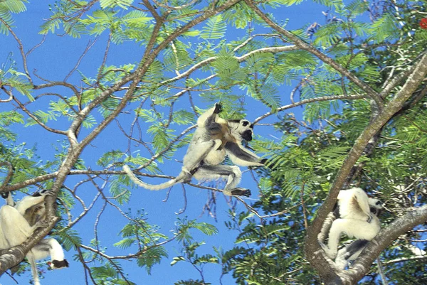 Verreaux Sifaka Propithecus Verreauxi Vuxenhopp Från Grenen Berent Reserve Madagaskar — Stockfoto