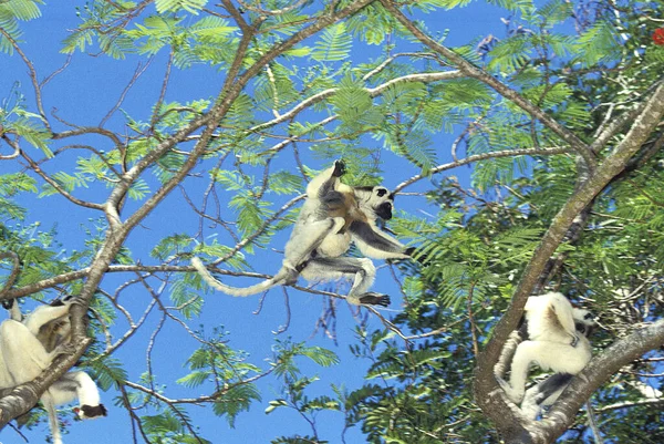 Verreaux Sifaka Propithecus Verreauxi Salto Adultos Desde Branch Reserva Berent —  Fotos de Stock