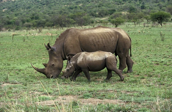 Rhinoceros Biały Ceratotherium Simum Matka Cielę Republika Południowej Afryki — Zdjęcie stockowe