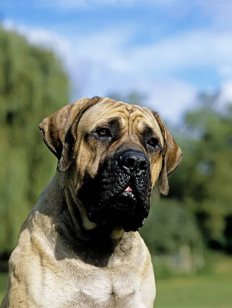 Cão Mastim Retrato Adulto — Fotografia de Stock