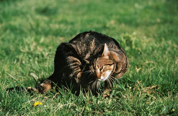 Kahverengi Tekir Kedi Tırmalama — Stok fotoğraf