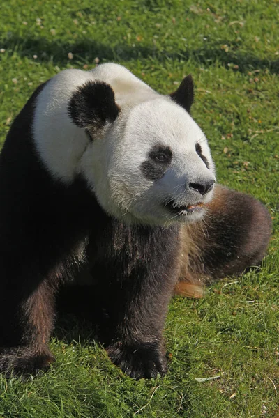 Giant Panda Ailuropoda Melanoleuca Dospělý Sedí — Stock fotografie