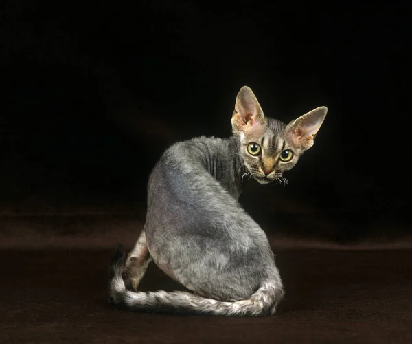 Devon Rex Domestic Cat Чёрном Фоне — стоковое фото