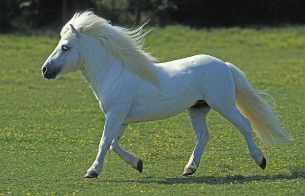 Pônei Branco Shetland Trotting — Fotografia de Stock