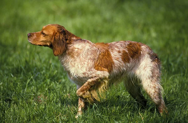Britanny Spaniel Dog Apontando — Fotografia de Stock