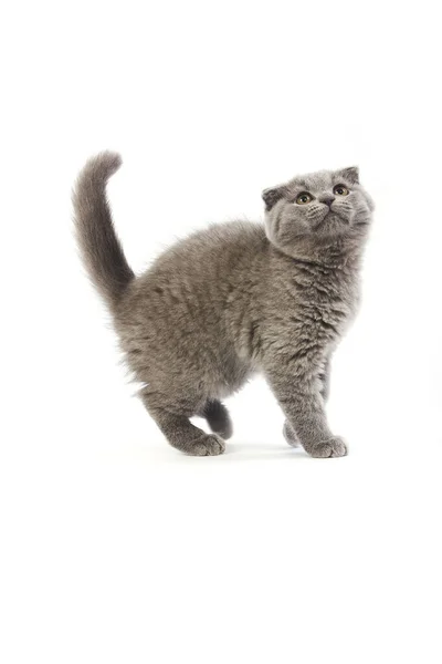 Blue Scottish Fold Domestic Cat Kitten Meses Contra Fondo Blanco —  Fotos de Stock