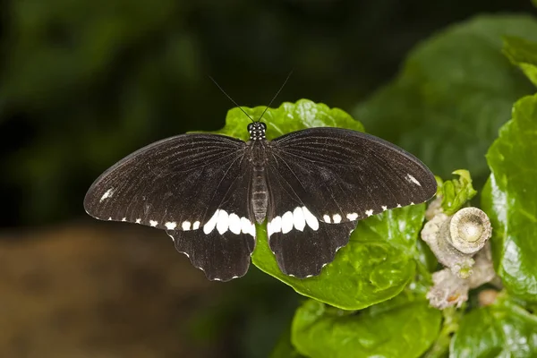 Gewöhnlicher Mormonenschmetterling Papiliopolyten Auf Blatt Stehend — Stockfoto