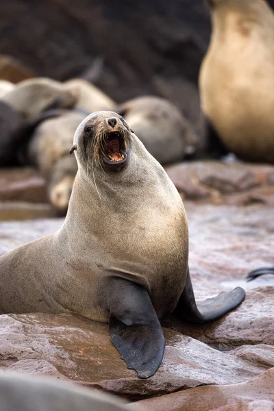 Sydafrikansk Pälssäl Arctocephalus Pusillus Anropande Kvinna Cape Cross Namibia — Stockfoto