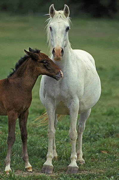 Lipizzan Cheval Jument Poulain — Photo