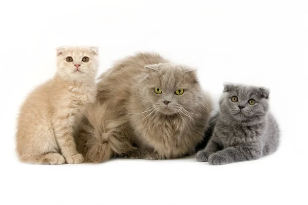 Lilac Self Highland Fold Lilac Self Scottish Fold Longhair Huiskat — Stockfoto