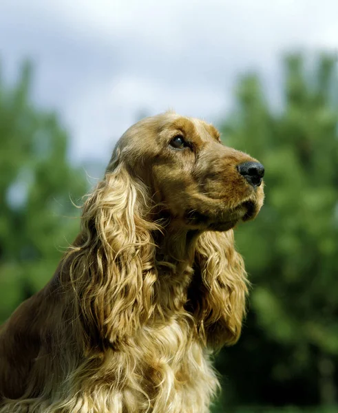 Inglês Cocker Spaniel Retrato Cão — Fotografia de Stock