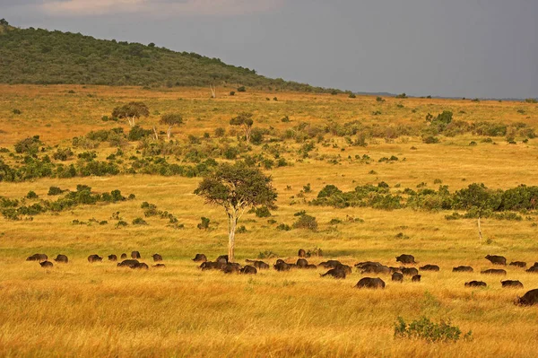 African Buffalo Syncerus Caffer Herd Masai Mara Park Kenia — Stockfoto