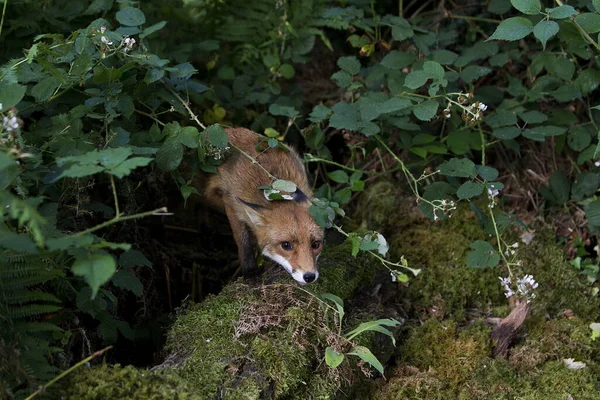 Renard Roux Vulpes Vulpes Adulte Debout Dans Les Sous Bois — Photo