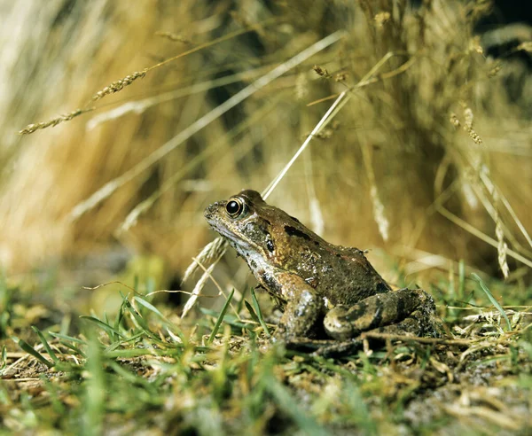Gemeiner Frosch Rana Temporaria — Stockfoto