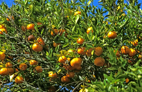 Orange Tree Citrus Sinensis Corsica — Stock Photo, Image