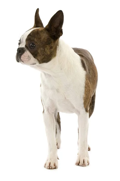 Boston Terrier Hund Stående Hvid Baggrund - Stock-foto