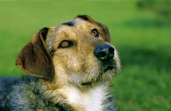 Köpek portresi, doğal arka plan