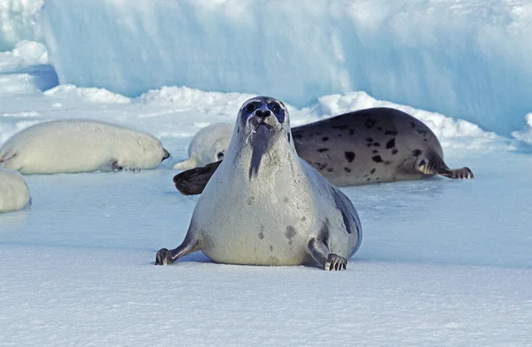 Harp Seal, pagophilus groenlandicus, Mother and Pup laying on Ice floe, Magdalena Island in Canada