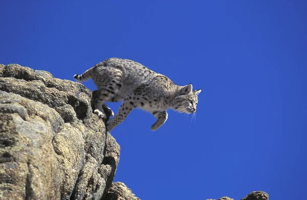 Bobcat Lynx Rufus Vuxen Hoppar Från Rocks Kanada — Stockfoto