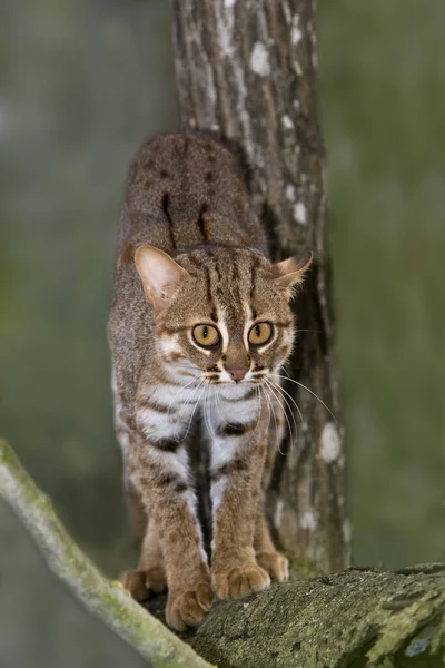 Rusty Spotted Cat Prionailurus Rubiginosus — Stockfoto