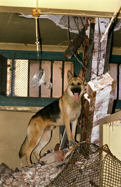 Perro Pastor Alemán Durante Entrenamiento Perro Desastre — Foto de Stock