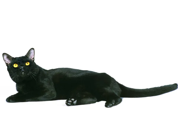 Bombay Domestic Cat Laying White Background — Zdjęcie stockowe