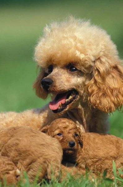 Albicocca Standard Poodle Madre Cuccioli — Foto Stock