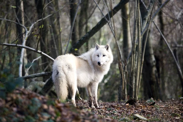 Arktischer Wolf Canis Lupus Tundrarum — Stockfoto